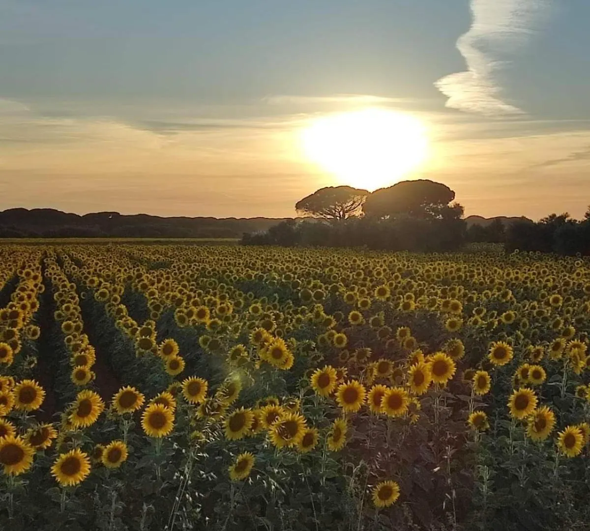 別荘 Podere Fichidimare カンピーリア・マリッティマ イタリア