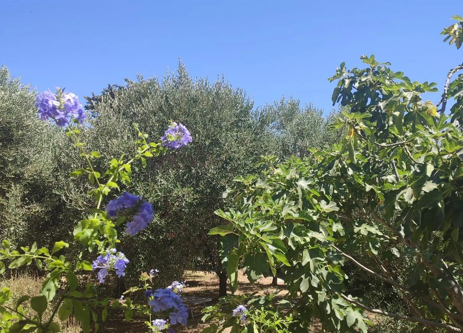 別荘 Podere Fichidimare カンピーリア・マリッティマ